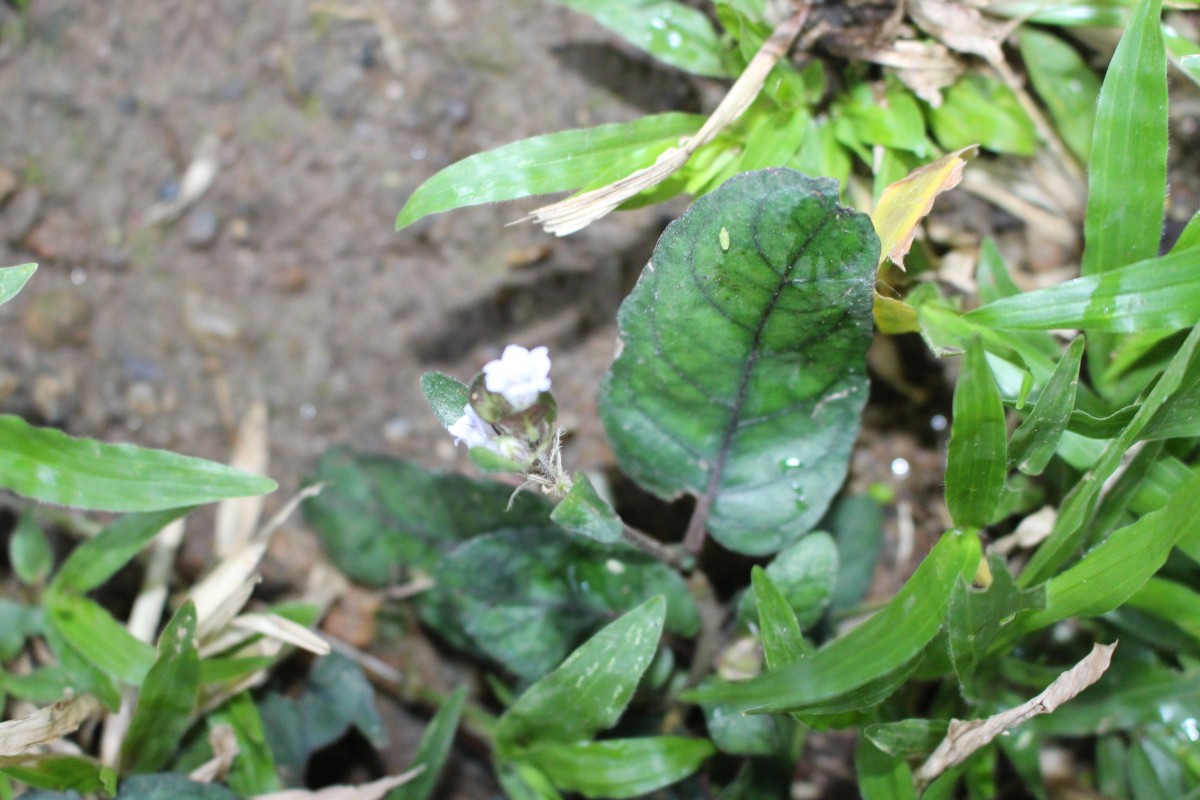 Strobilanthes reptans (G.Forst.) Moylan ex Y.F.Deng & J.R.I.Wood